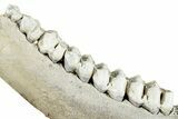 Pleistocene Fossil Deer (Odocoileus) Jaw - Florida #265342-3